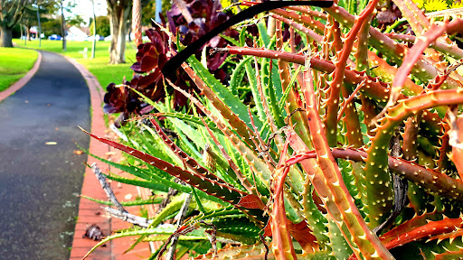 The Xerophytic Garden Gallery - Australia