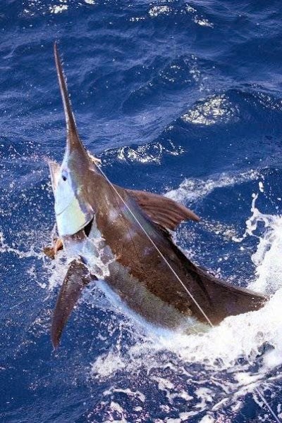 Photos of Blue Water Charters