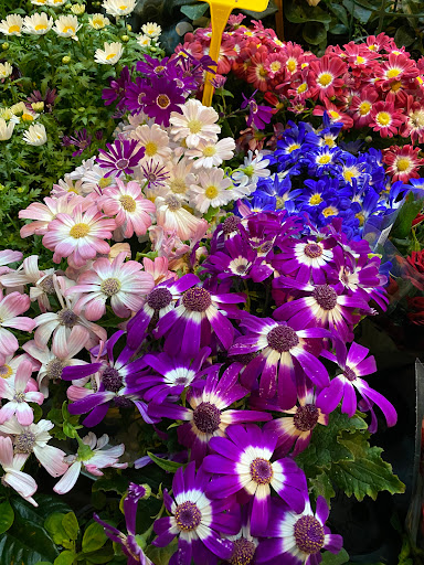 Floristeria Rehoboth. 利河伯花艺店 - Thumbnail