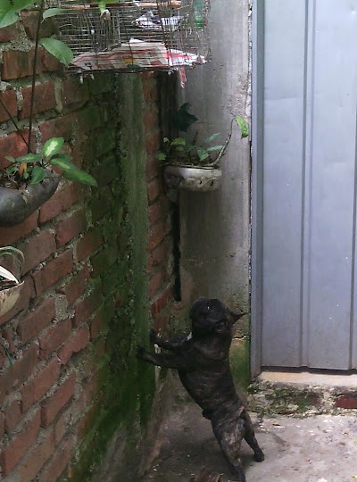Photos of Casa veterinaria