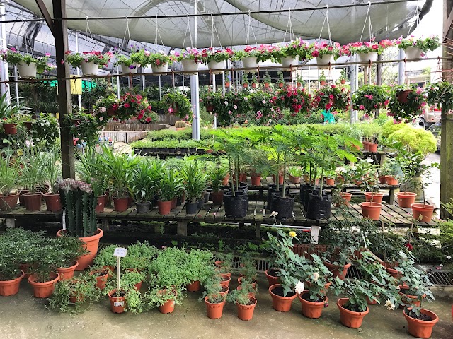 Corona Florist & Nursery