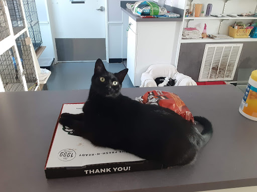 Nine Lives Cat Center - Thumbnail