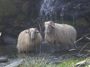 Photo n°11 de Fromage pur brebis Vallée d'Ossau Gaec Peyrole Baylocq Bruno et Mélanie à Laruns (Agriculteur)