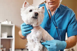 Photo n°4 de Clinique Vétérinaire Argos Bordeaux Bastide à Bordeaux (Vétérinaire)