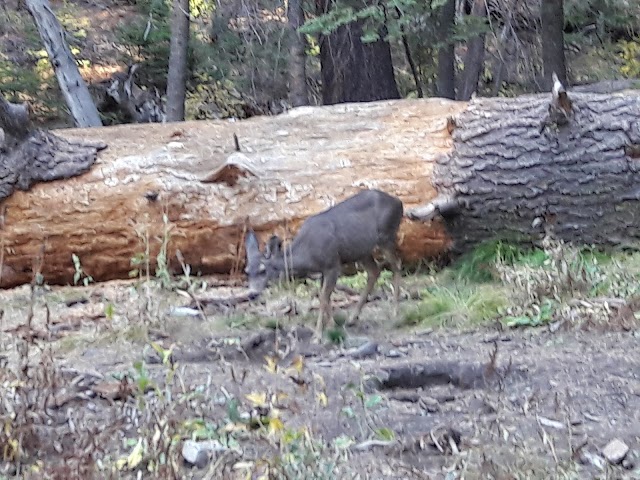 Yosemite National Park