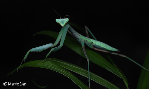 Mantis Den - Visual