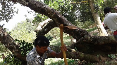 Photos of Guava Garden