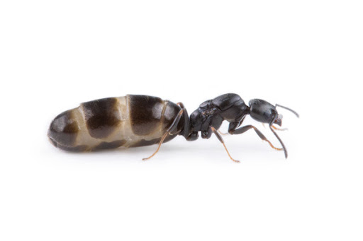 Aus Ants - Thumbnail