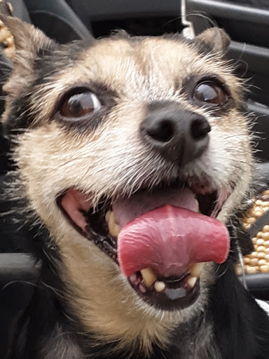 Northwest PA Pet Emergency Center - Thumbnail