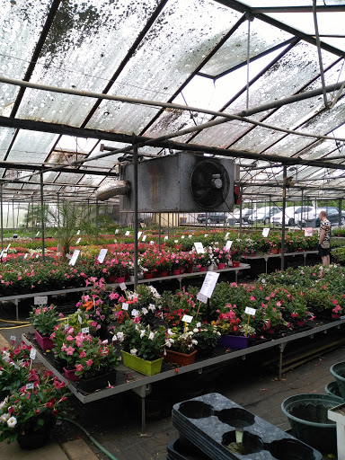 Gilbert Fleurs - Thumbnail