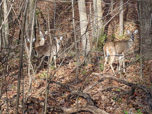 Bonnie View Nature Sanctuary - Thumbnail