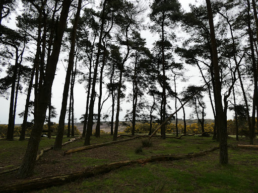 Camp Hill Clump Gallery - United Kingdom
