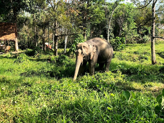 Phuket Elephant Sanctuary