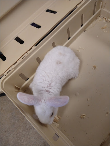 Pets For You Gallery - United States
