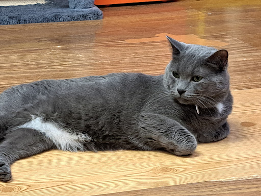 Nose 2 Tail Cat Rescue - Thumbnail