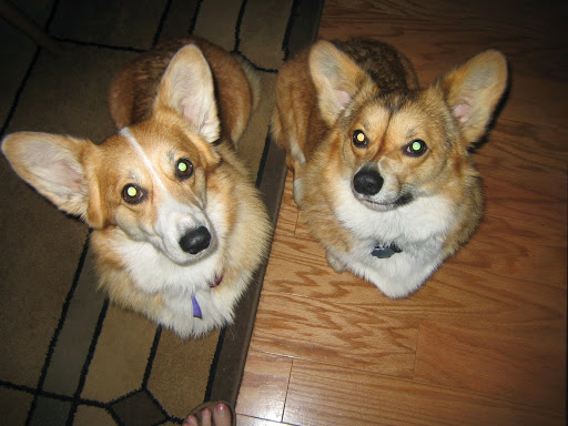 Your Mannerly Mutt, Inc - Thumbnail