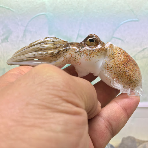 Artigianato d'Arte di Vianello Mauro - Thumbnail