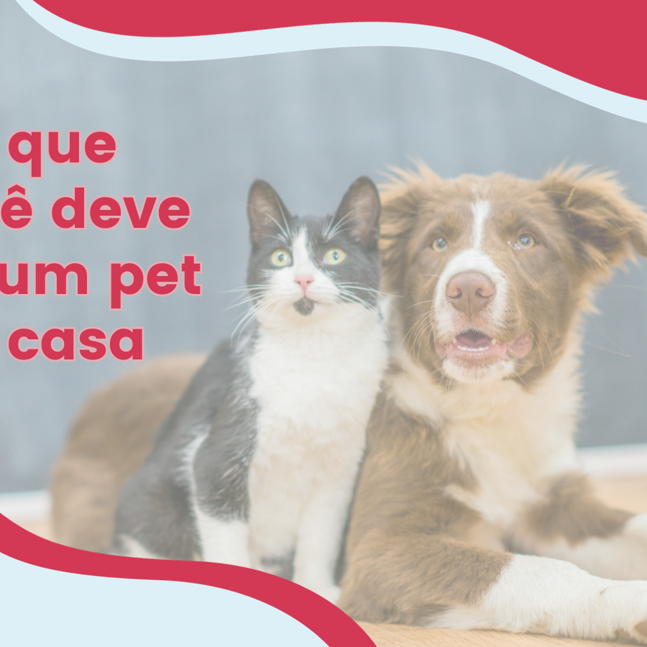 Banho e Tosa em Gatos Marechal Rondon - Banho e Tosa Mais Próximo - BICHO  DE ESTIMACAO