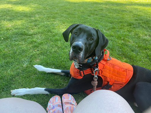 Phoenix Family Danes