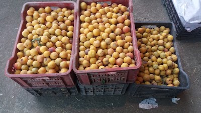 Photos of علوة التاجي