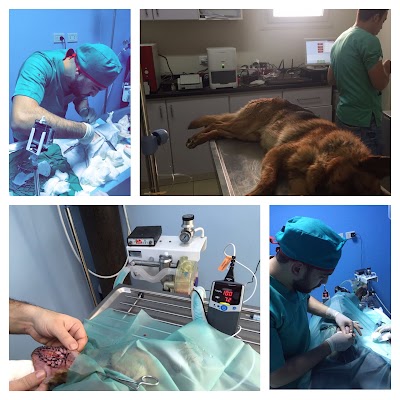 veterinary-care