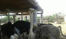 NICON OSTRICH FANCY BIRD FARM COMPANY rawalpindi