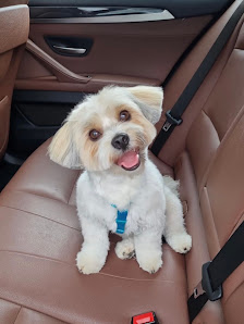 Bild: MyDogs Grooming Vom Inhaber