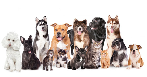 SUPREPET PET BOUTIQUE - Thumbnail