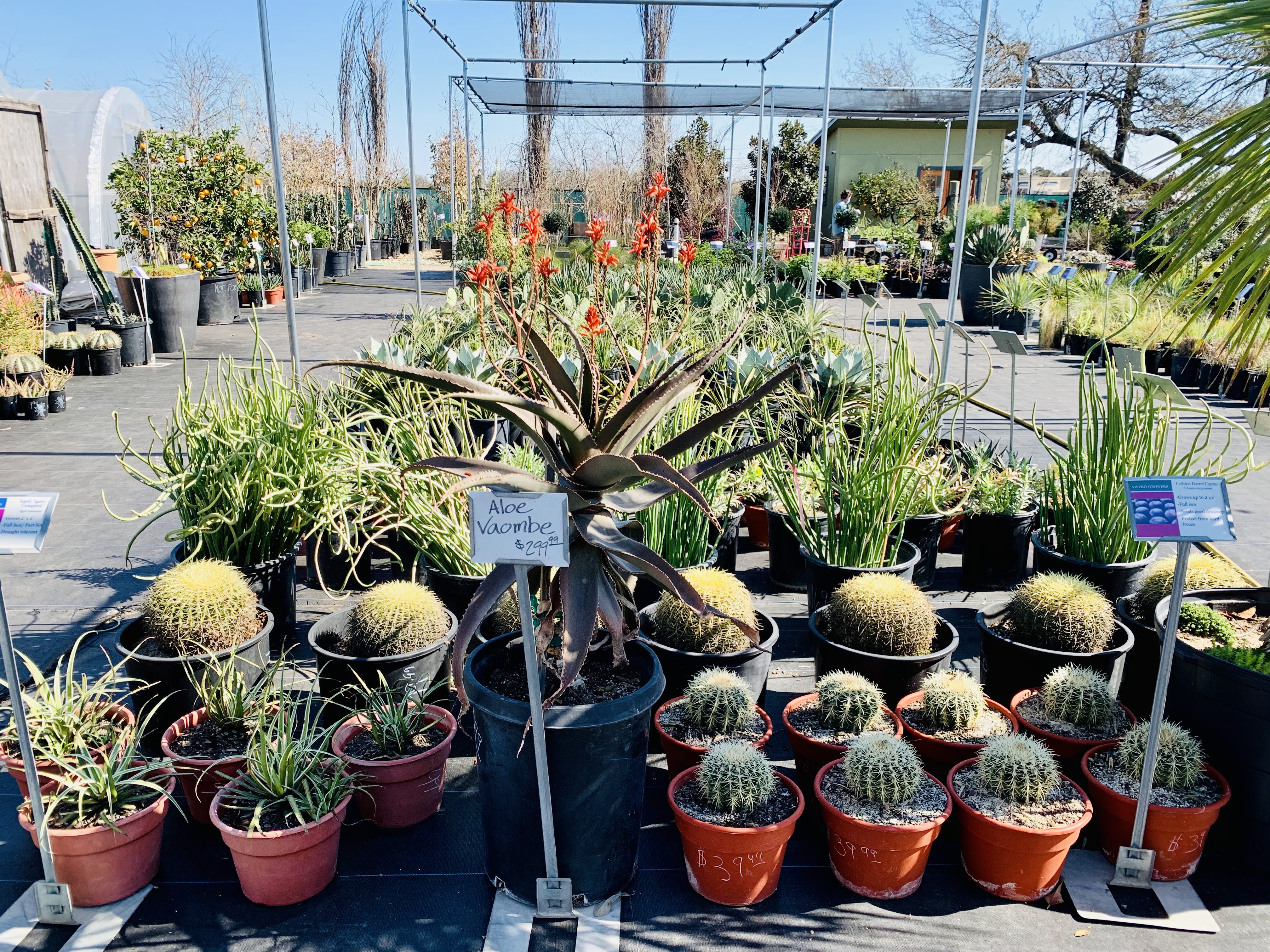 Vivero Growers Nursery