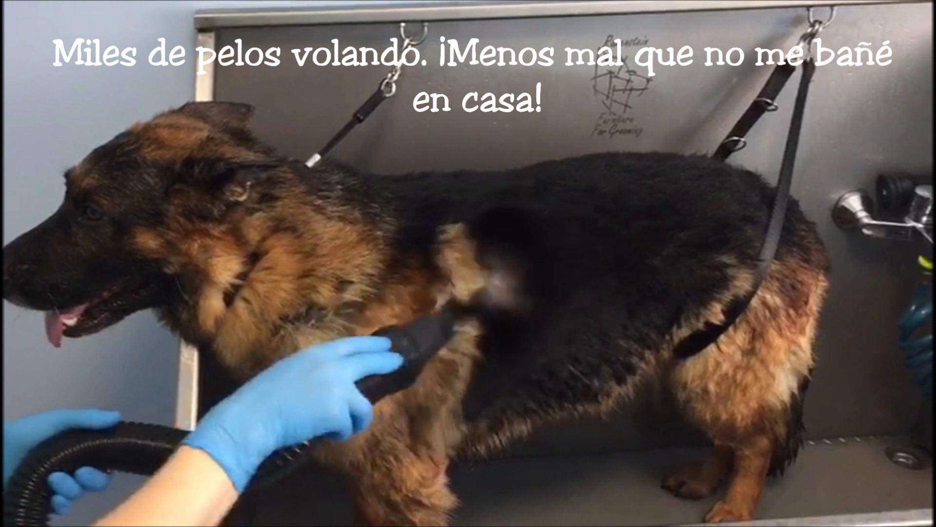 Clinica veterinaria Vetersan