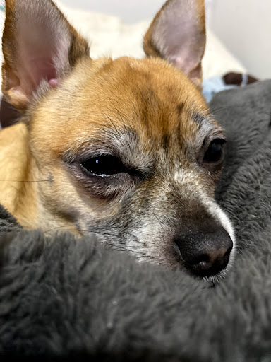 Spunky's Spa - Visual