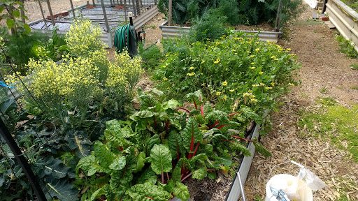 Lochiel Park Community Garden