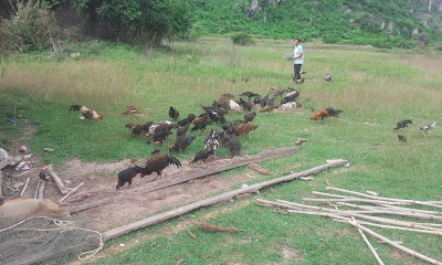 Photos of 3 Goat farm