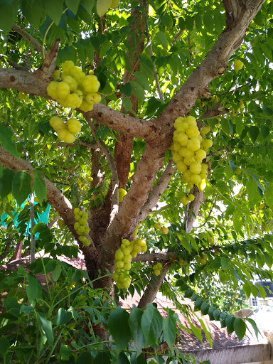 Parque Paseos de Campeche - Thumbnail