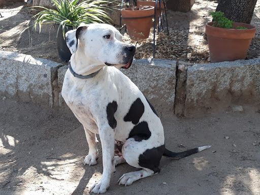Hotel para perros Residencia canina San Bernardo