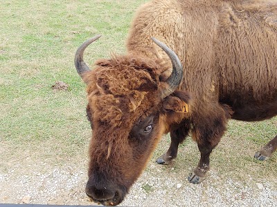 Tupelo Buffalo Park & Zoo