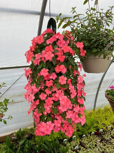 Lamoureux Greenhouses Gallery - United States