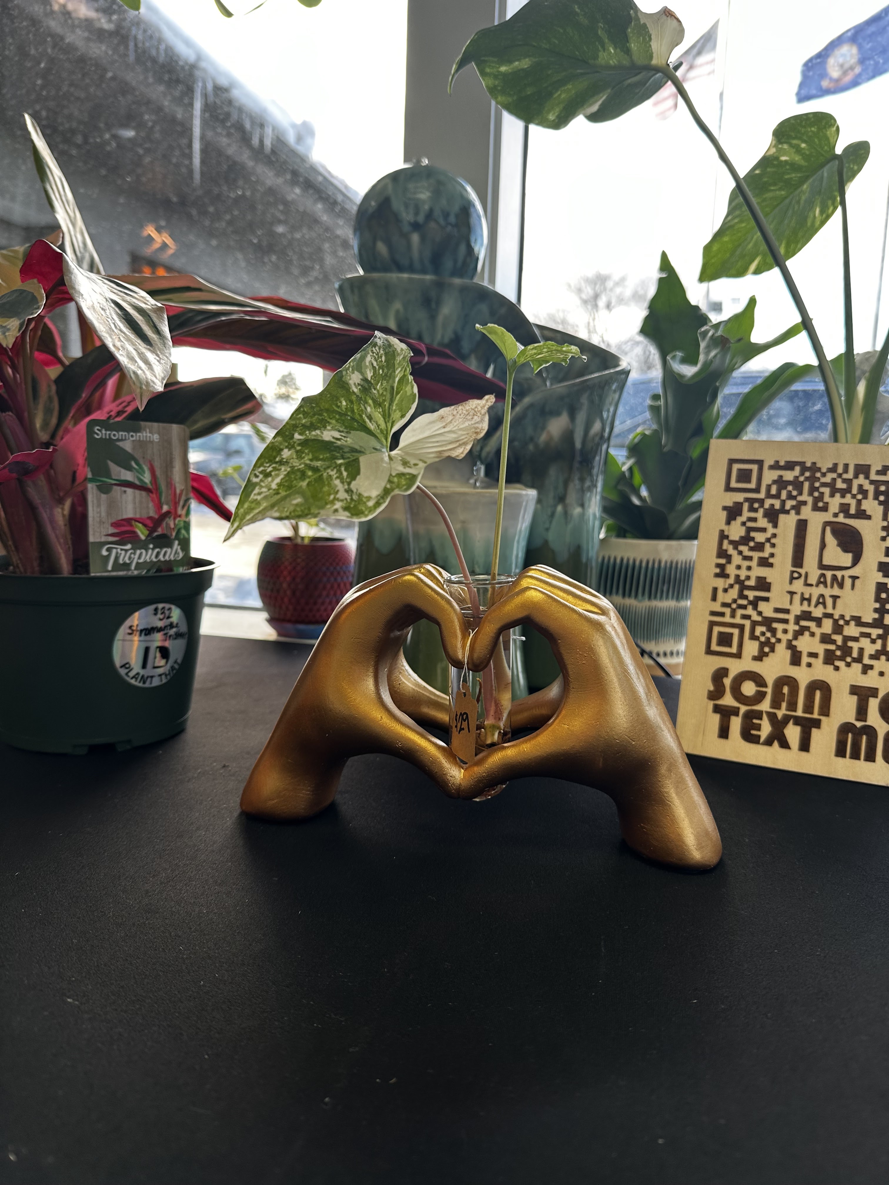 ID Plant That
