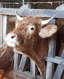 Photo n°2 de gaec de vergnollet à Chabrac (Ferme d'élevage)