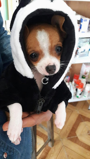 Veterinaria Médico Salas "Bovi-Can"