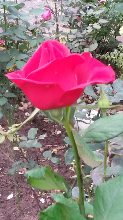 Photos of Garden Park