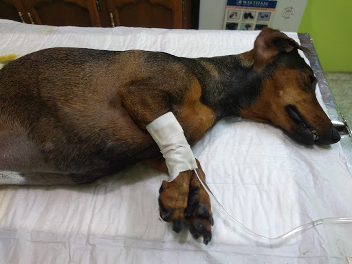 Veterinaria Pequeños Amigos