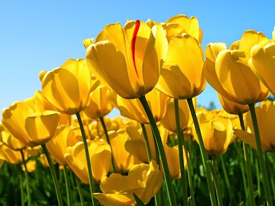Photos of Diana Florist