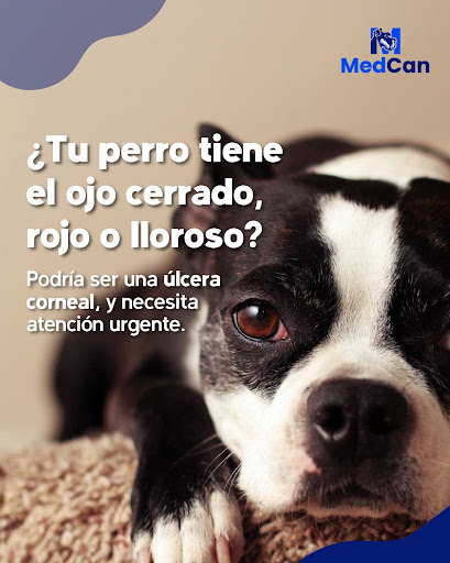 MedCan Clínica Veterinaria