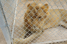 Lion Habitat Ranch, Henderson, United States