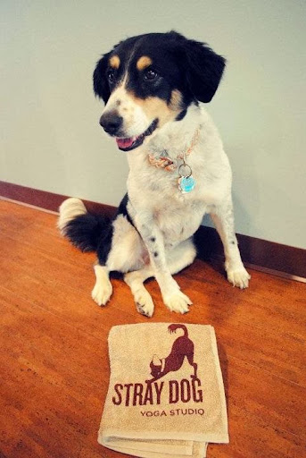 Stray Dog Yoga Studio - Thumbnail