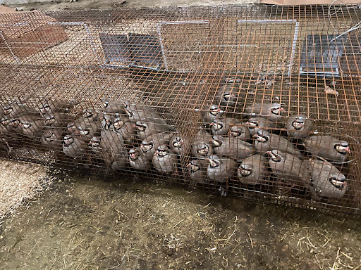 Zukovich Game Birds - Thumbnail