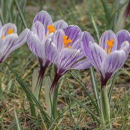 Photo n°26 de Le Comptoir de Toamasina - Gousses de Vanille d'Exceptions à Prémesques (Magasin d'épices)
