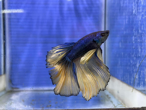 [水族王國斗六店 水族店的外部或內部照片]