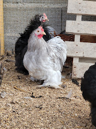 Photo n°17 de Domaine du Vallon à Macey (Ferme)